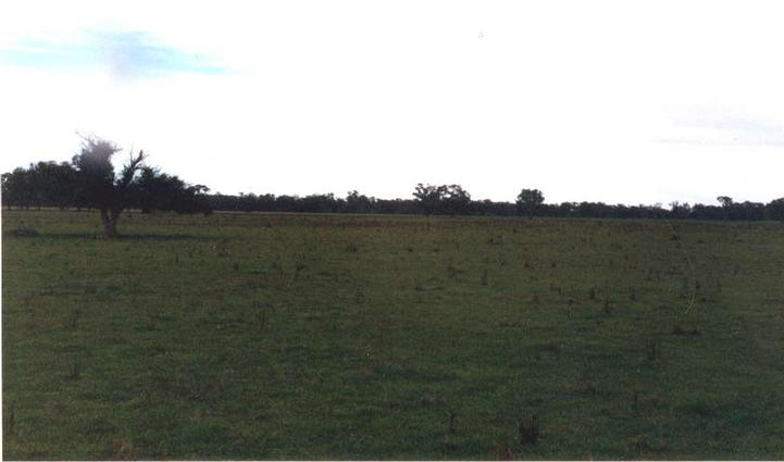 Looking west (a bit dark but notice strange tree).