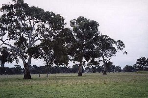 #1: Some trees and the gate about 50m away from the confluence.