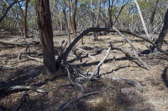 #1: The confluence point lies in a grove of gnarled gum trees, many of which are dead