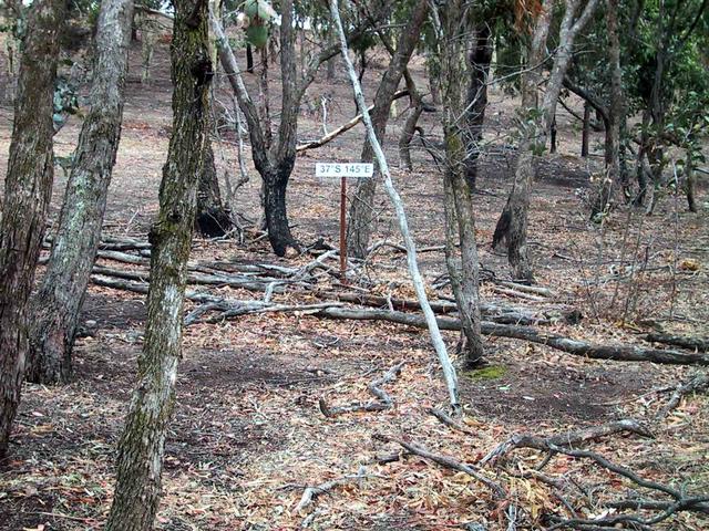 The confluence was situated in small group of trees.