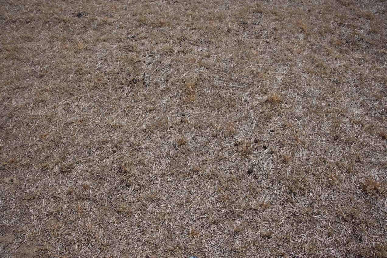 Ground cover at the confluence point