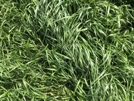 #4: Ground cover at confluence point. 