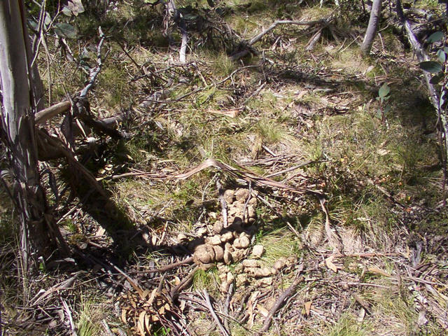 Evidence of wild horses in the area