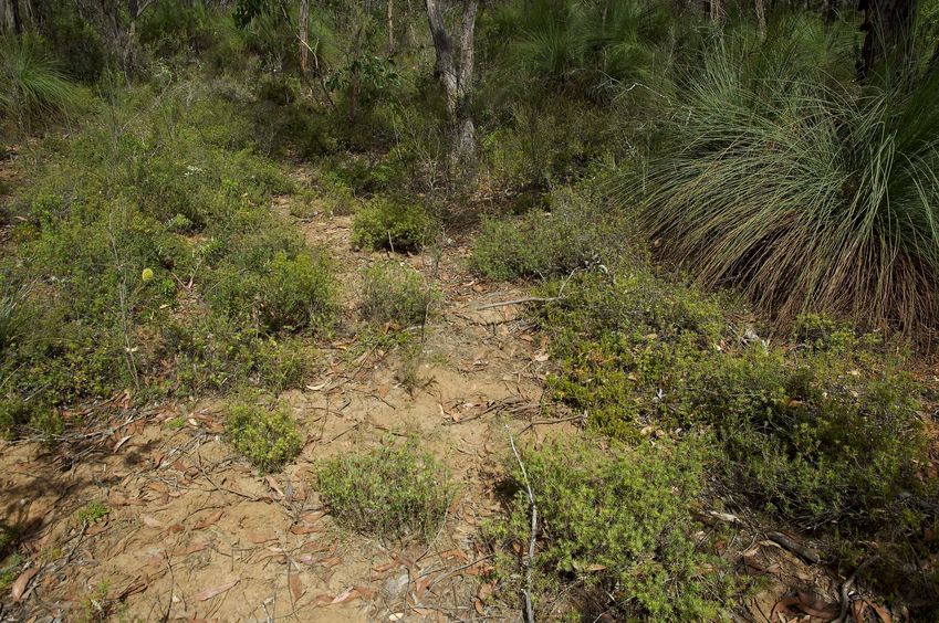 The confluence point lies on an overgrown old trail