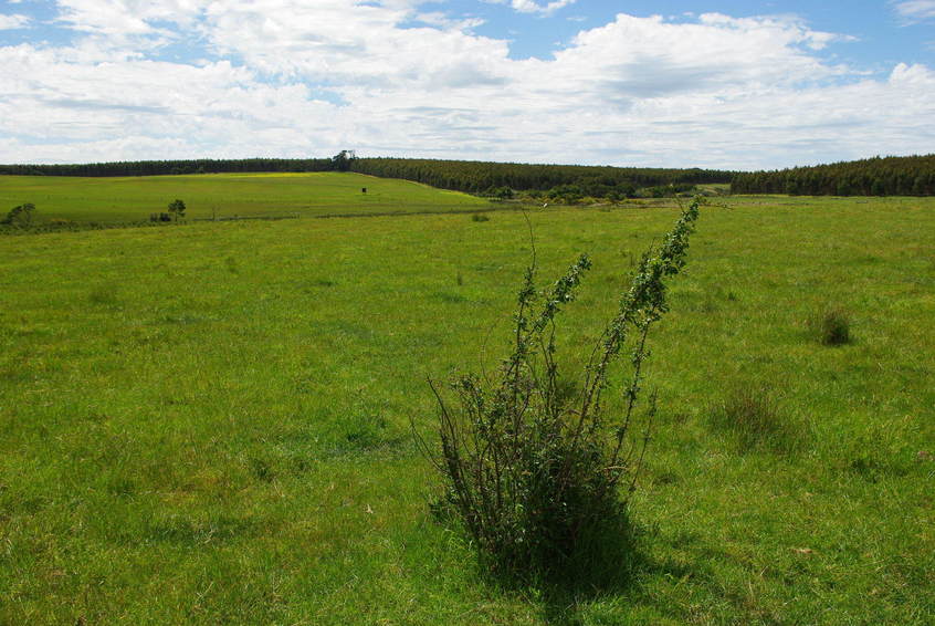 Looking North from the Confluence