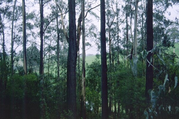 View to the south of west from just outside the fence - on the road embankment