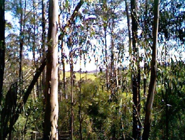 Some dairy farming country visible through the trees