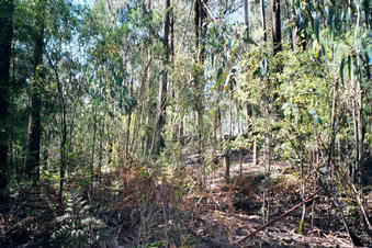 #1: Fenced off area next to the confluence