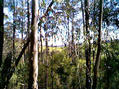 #3: Some dairy farming country visible through the trees