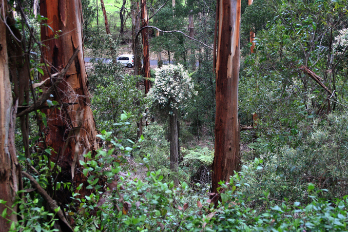 Part of the Land Management Project site.