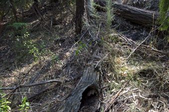 #1: The confluence point lies on the bush-covered embankment of a paved country road