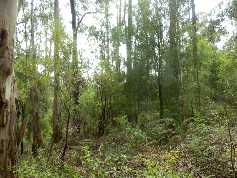 The Confluence from 15 m