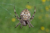 #8: This large orb weaver spider was sitting in its web near the roadside, 100 m east of the point