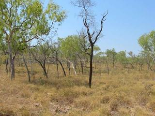 #1: General area - the confluence is about 2 metres in front of the dark tree in the center