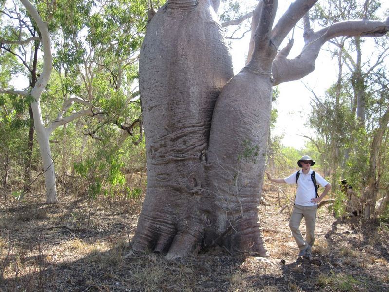 Boab tree