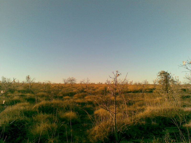 View from the confuence point, facing north.