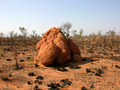 #8: A large anthill, typical of the area