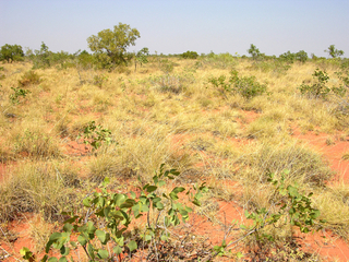 #1: View of the confluence looking south-west