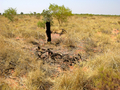 #7: Tree struck by lightning