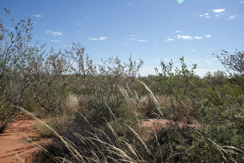 Standing on confluence - view to the north 