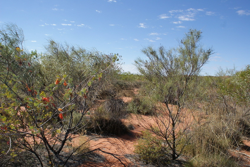 Standing on confluence - view to the east along dune