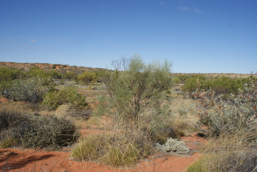 Standing on confluence - view to the south across claypan