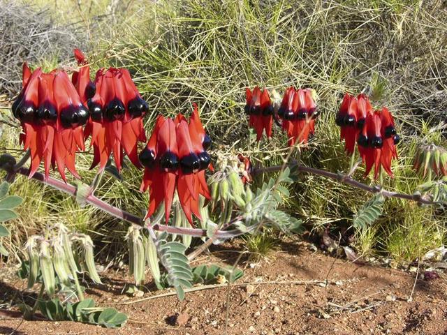 The beautiful Sturt Desert Pea, near the confluence