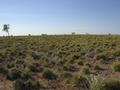 #2: View from the confluence, looking north