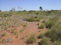 #5: View from the confluence, looking west