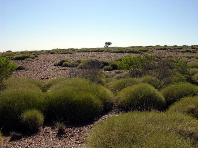 View from the confluence looking west