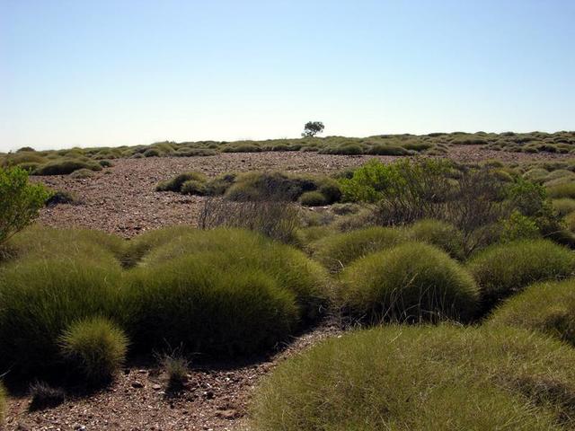 View from the confluence looking west