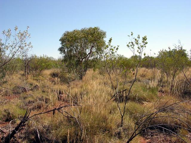 View from the confluence looking north.