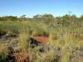 #3: View from the confluence looking east