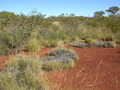 #4: View from the confluence looking south