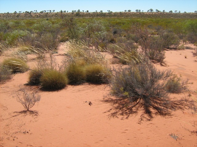 View to north of confluence