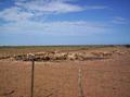 #8: Sheep at Wadera Bore