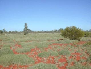 #1: View looking west across the floodplain of the Yannarie River.