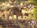 #7: An "old man kangaroo" - disturbed from his sleep under a bush near the track