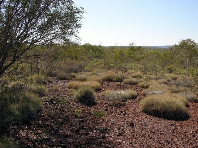 View from the confluence looking west