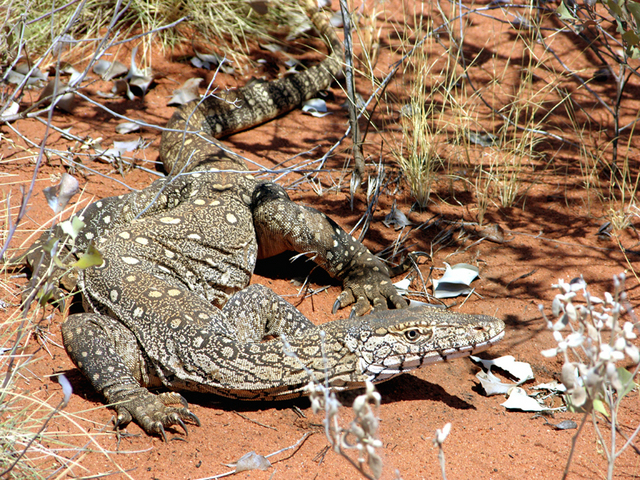 A large (2m) bush goanna encountered on the way out