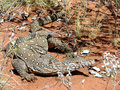 #7: A large (2m) bush goanna encountered on the way out