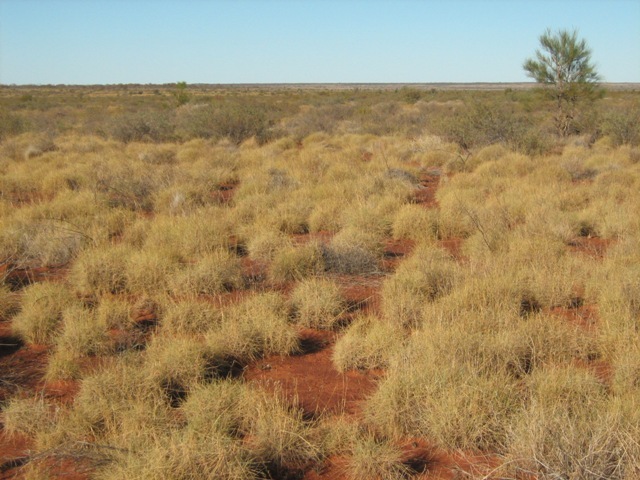 View to east of confluence