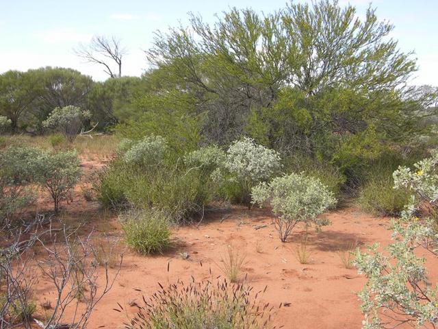 View of the confluence, looking south east