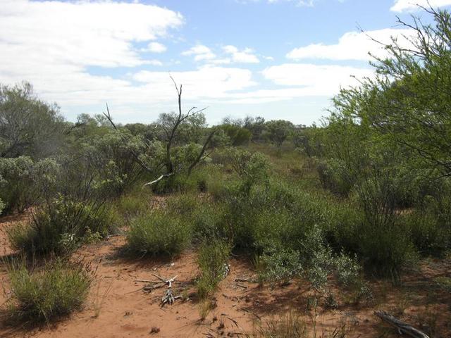 View from the confluence, looking north