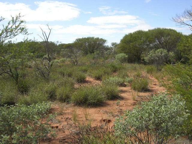 View from the confluence, looking east