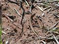 #8: Numerous small lizards scuttled away as we walked to the confluence