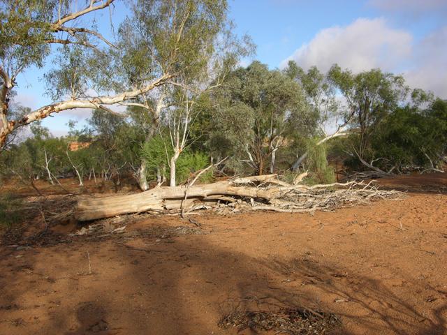 View from the confluence looking west