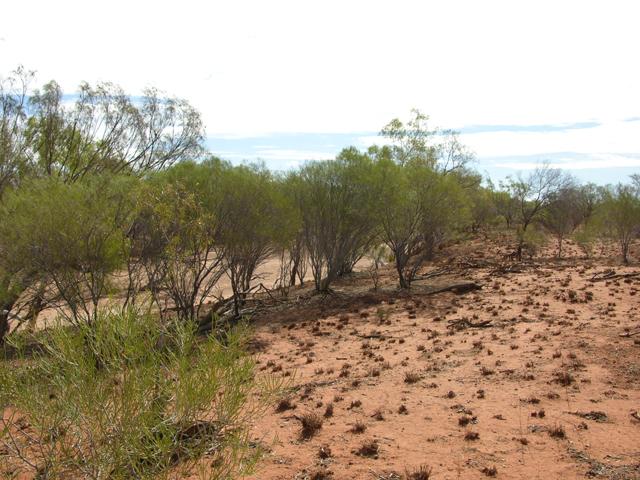 View from the confluence looking west