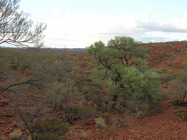 View from the confluence looking north