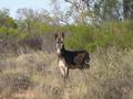 #3: One of the many feral donkeys in the area.